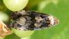 Endothenia sp.